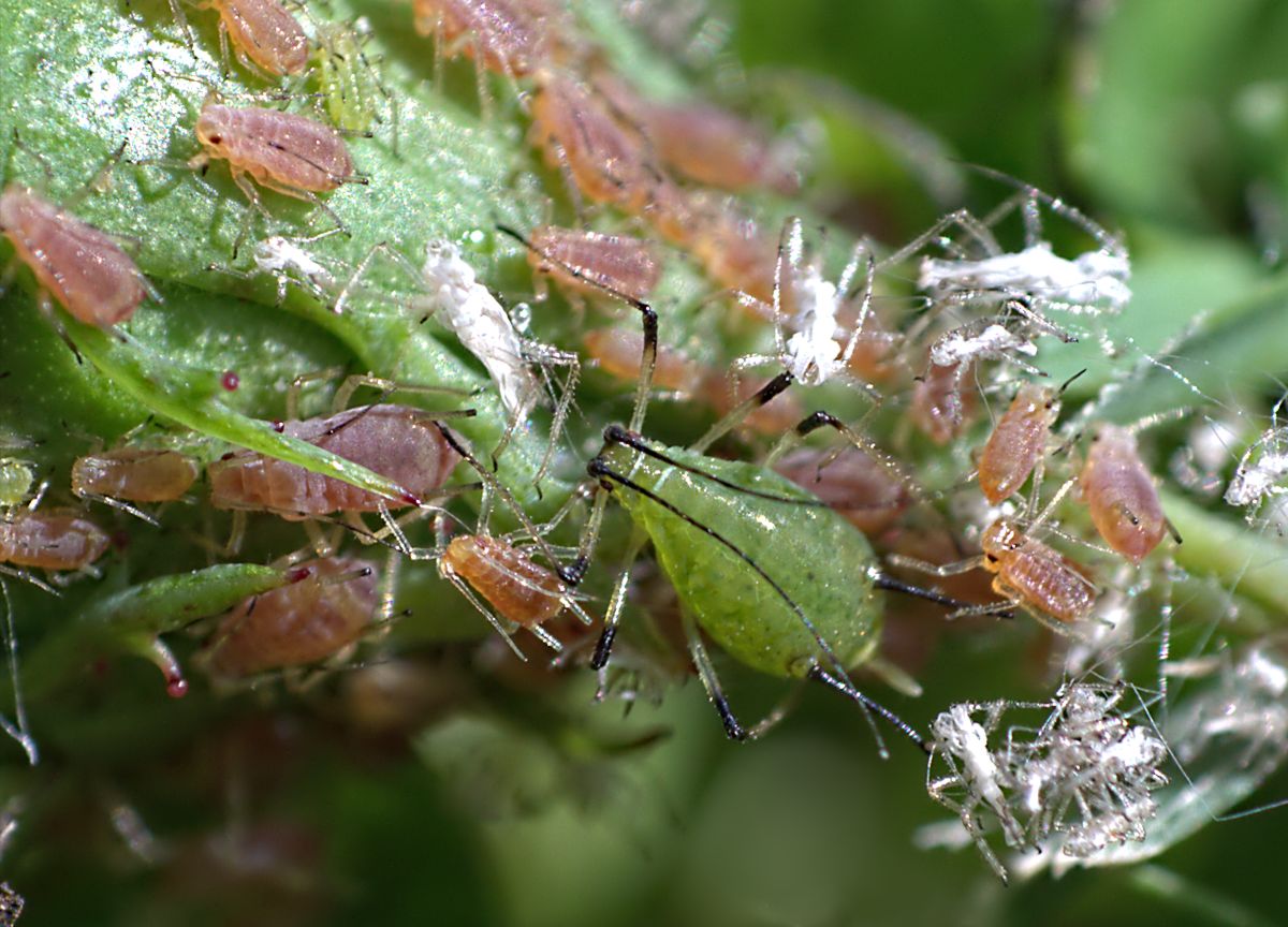 Macrosiphum rosae ??